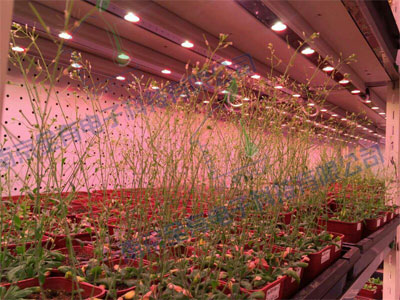 培養架型智能人工氣候室